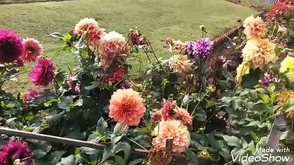 Beautiful flowers