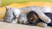 MOTHER CAT,  PARENTING DIARY(3), ANIMAL VIDEO, CAT VIDEO, 고양이 동영상, 어미 고양이, 동물 영상