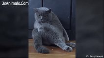 CUTE FAT CAT, LIKE BEING LAZY(1), ANIMAL VIDEO, CAT VIDEO, 뚱뚱한 고양이, 귀여운 고양이, 동물 영상