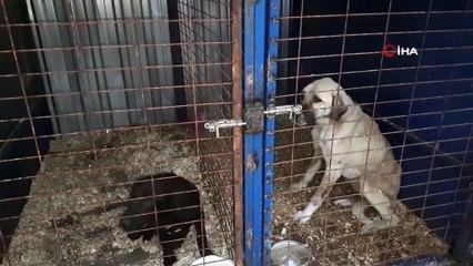 Tedavi olup gelen köpek, mahalle sakinleriyle patisiyle selamlaşarak buluştu