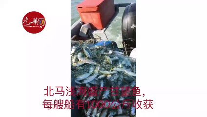 渔民  作业逾30年首见   北马浅海盛产甘望鱼
