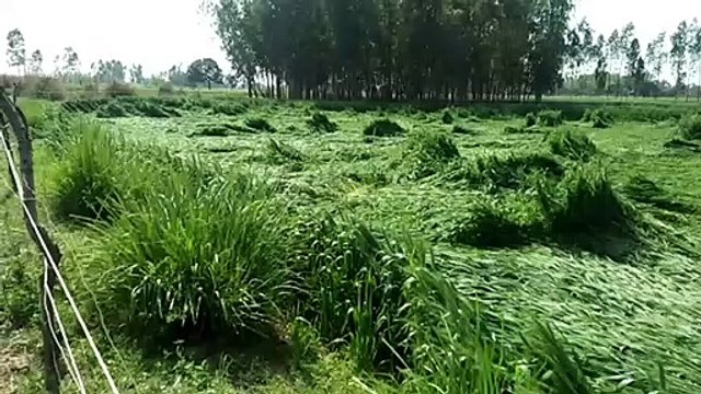 शामली: तेज हवाओं के साथ हुई बरसात से सैकड़ों किसानों की फसल बर्बाद