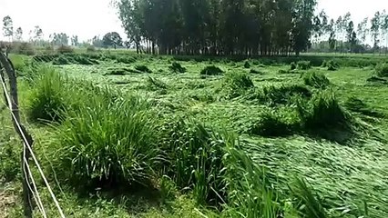 शामली: तेज हवाओं के साथ हुई बरसात से सैकड़ों किसानों की फसल बर्बाद