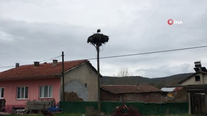 Baharın müjdecisi leylekler Çanakkale'de görüntülendi