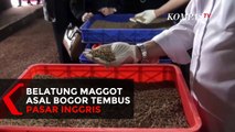 Wih... Belatung Asal Bogor Ini Tembus 24 Negara di Dunia