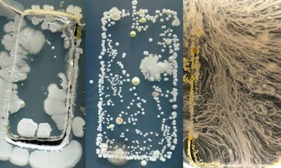 Votre smartphone est plus contaminé que les WC, voici comment le nettoyer