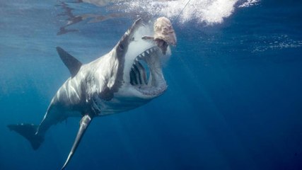 Descargar video: Un minuscule bateau pris en chasse par un grand requin blanc