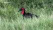 Southern ground hornbill seen snacking on venomous puff adder in South Africa