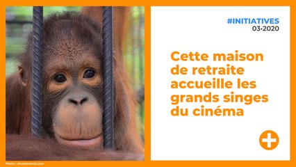 Cette maison de retraite accueille les grands singes du cinéma