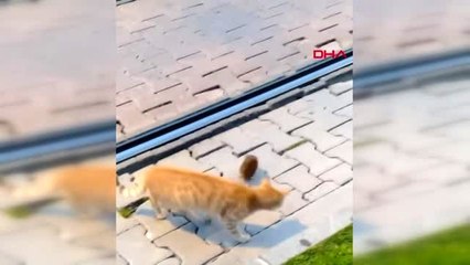 Antalya bu kez fare kediyle oynadı; o anlar kamerada