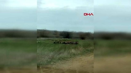 Edirne yunan askerleri, dövdüğü göçmenleri çıplak gönderdi