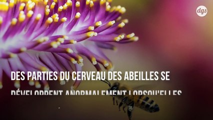 Les pesticides ont un impact significatif sur le développement cérébral des abeilles