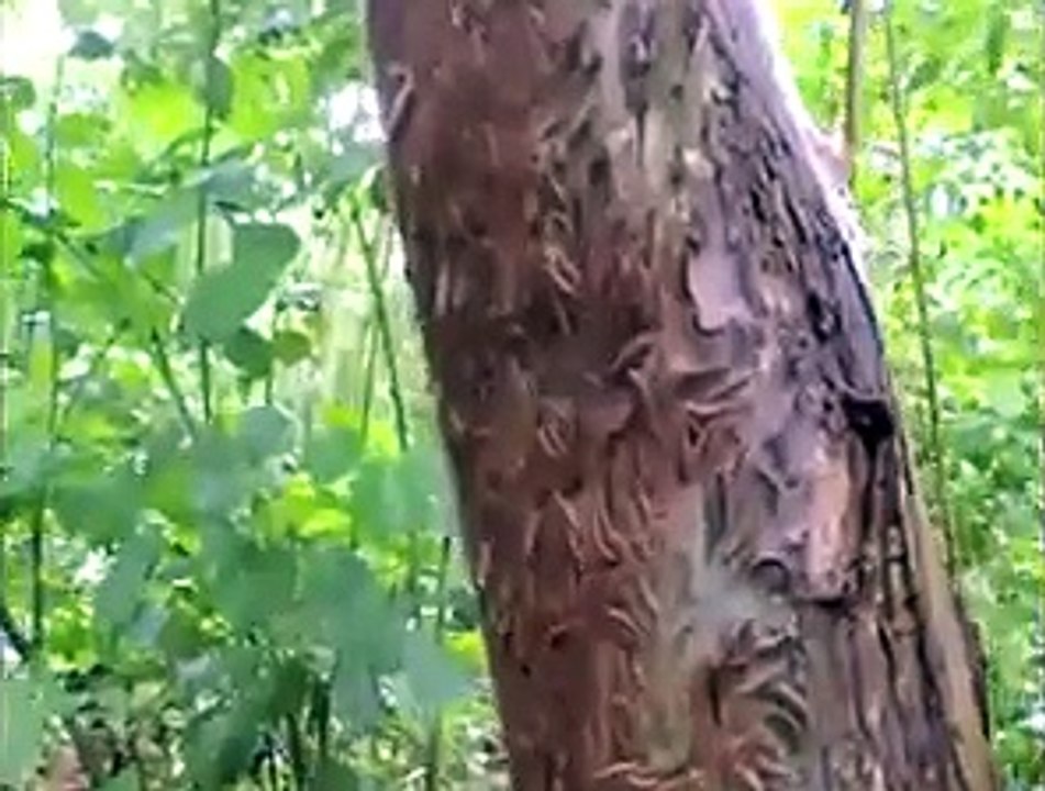 Un arbre est colonisé par des vers effectuant des mouvements synchronisés pour se protéger contre les oiseaux.