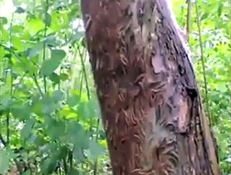 Un arbre est colonisé par des vers effectuant des mouvements synchronisés pour se protéger contre les oiseaux.