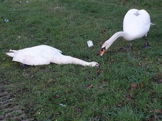 Il fauche un cygne avec sa voiture, son amoureux pleure son décès pendant des heures