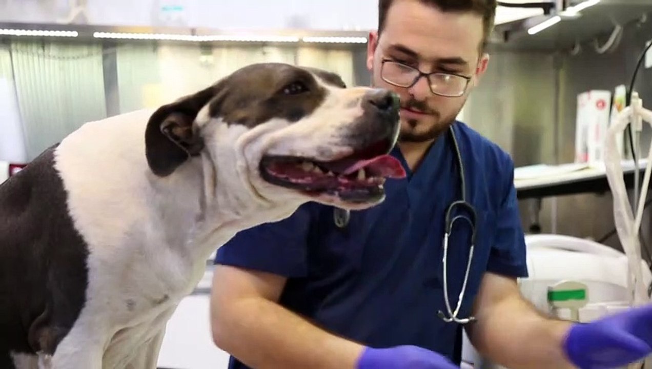 Kann mein Haustier Corona kriegen?