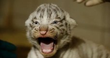 Carnet rose pour le zoo d''Amnéville, une tigresse a donné naissance à trois tigres blancs