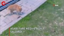 Yer: Antalya... Asabi fare kediye böyle saldırdı!