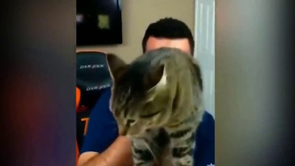 Gato Ataca dono para nao ouvir Musica CANETA AZUL