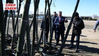 (6 Mart 2020) TIR TIR AĞAÇLAR, MELİKGAZİ İÇİN GELİYOR