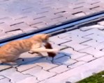 Asabi fareden peşine takılan kediye sol kroşe