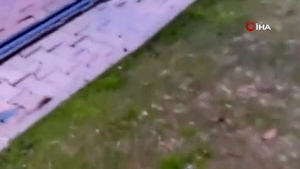 Hayvan SOS: Asabi fare peşine takılan kediyi alt etti