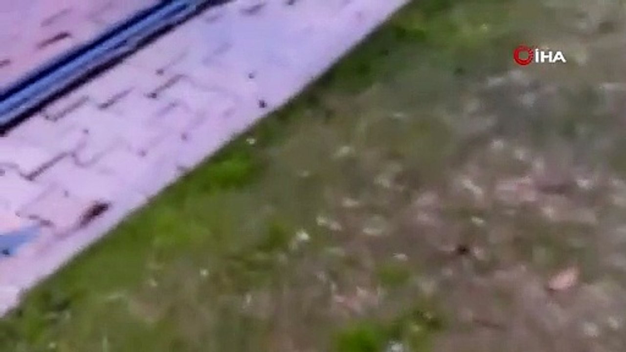 Hayvan SOS: Asabi fare peşine takılan kediyi alt etti