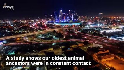 We Evolved From a Living 'Internet'