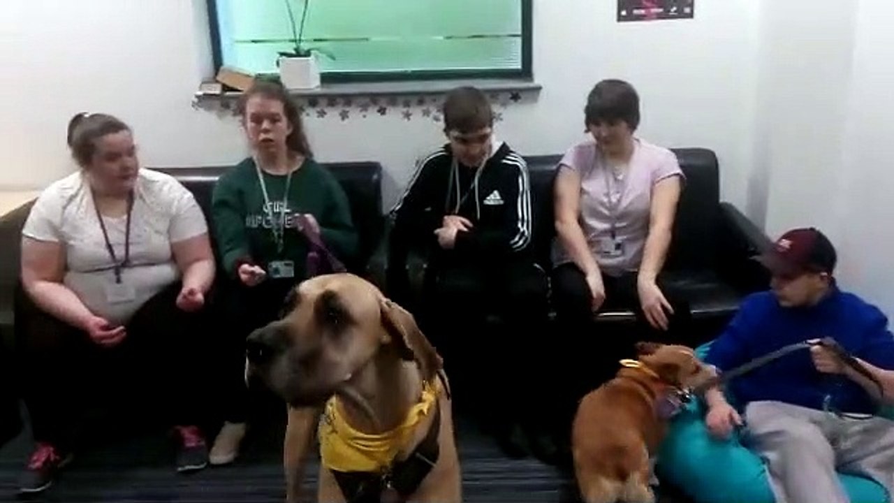 Highbury therapy dog