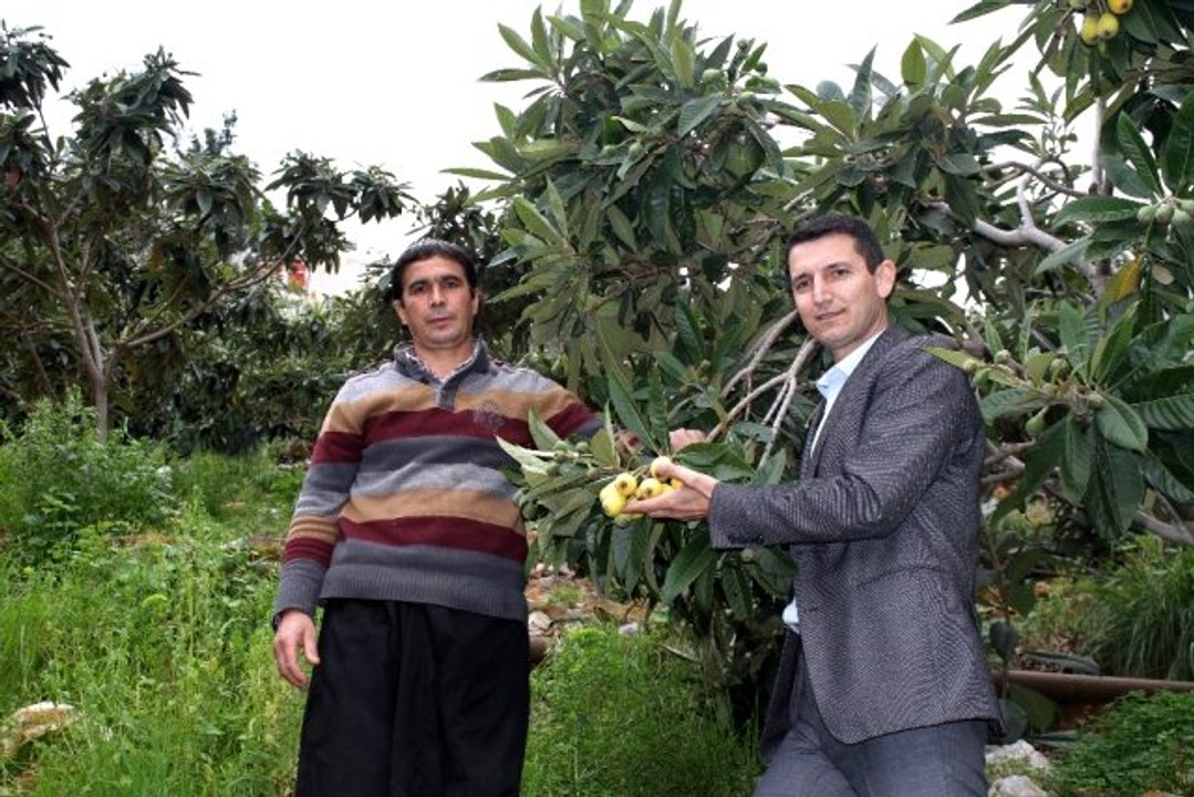 Malta eriğinde ilk hasat yapıldı, kilogramı 50 TL'den tezgahlarda yerini aldı