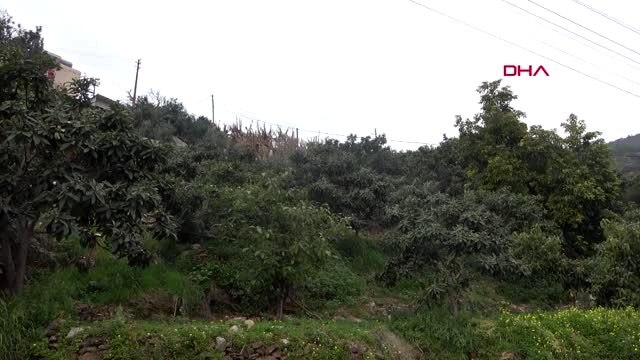 Antalya yenidünya ilk meyvesini alanya'da verdi