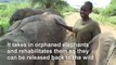 Kenya elephant sanctuary takes lead in hiring women