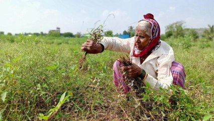 Maharashtra: Farmers reel under fraudulent loan scam | Watch