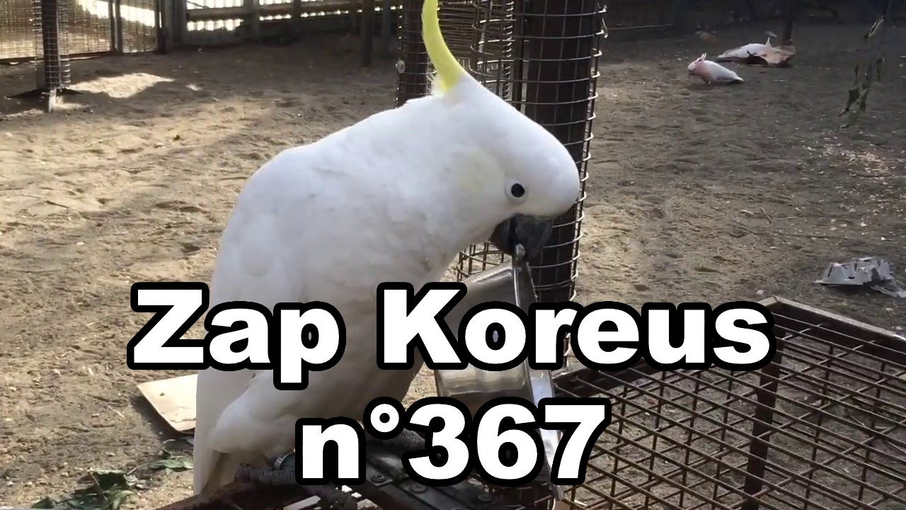 Zap Koreus n°367