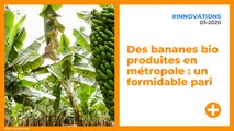 Des bananes bio produites en métropole : un formidable pari