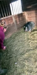 Mama Pig Protective of Piglets