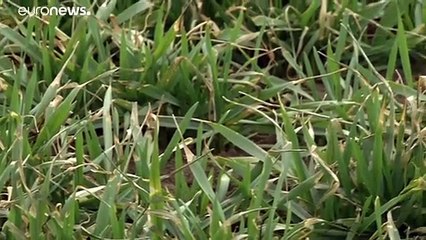 Οι επιπτώσεις της ξηρασίας στις καλλιέργειες της Ρουμανίας