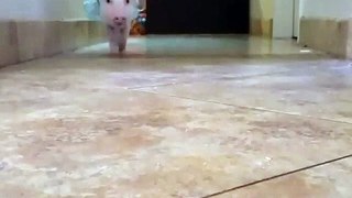 Pigs New Funny video.