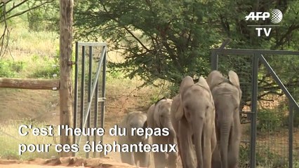 Au Kenya, le sanctuaire d'éléphants de Reteti "donne le pouvoir" aux femmes