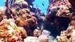Scientists Say Australia’s Great Barrier Reef Faces Crucial Coral Bleaching Period