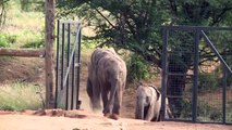 Um santuário de elefantes diferente