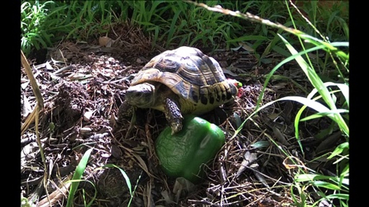 La tortue et le poivron - Endless