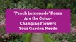 'Peach Lemonade' Roses Are the Color-Changing Flowers Your Garden Needs