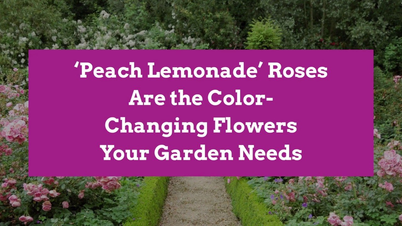 'Peach Lemonade' Roses Are the Color-Changing F...