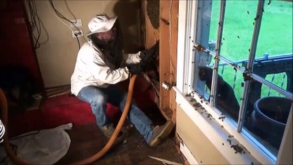 Ils entendaient du bruit dans le mur du salon et ont vite découvert pourquoi