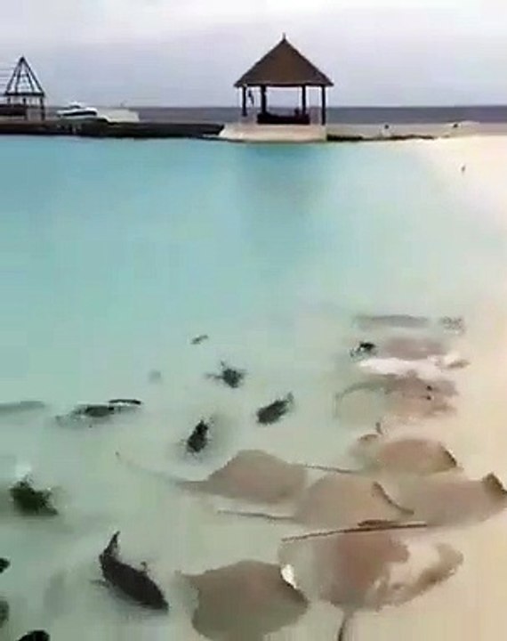Des dizaines de raies et de requins attendent leur repas en bord de plage... Magnifique