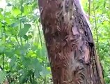 L'incroyable technique de défense de ces chenilles qui recouvrent ce tronc d'arbre