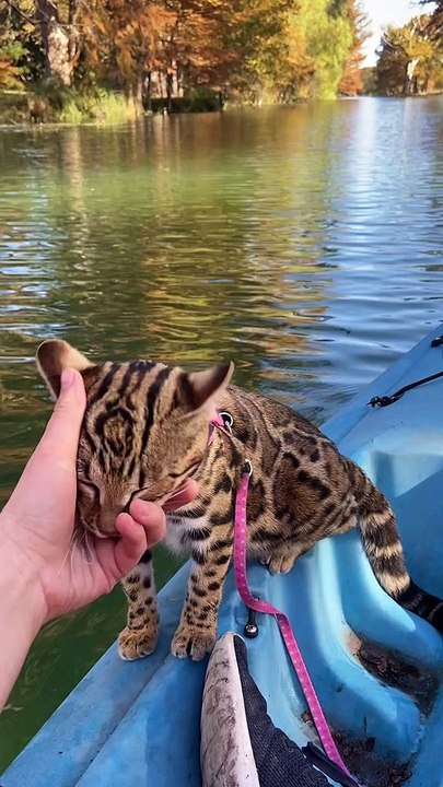 Kayaking With A Bengal Kitty