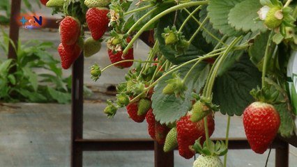 mqn-La Travesía de Ernesto lo lleva a cosechar las fresas-060320
