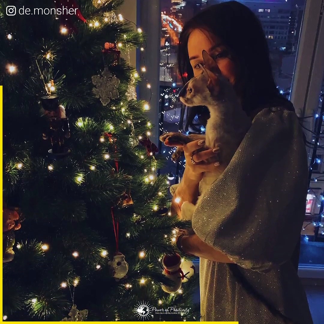 funny cats Cornish Rex Cats family kitten funny videos 2020